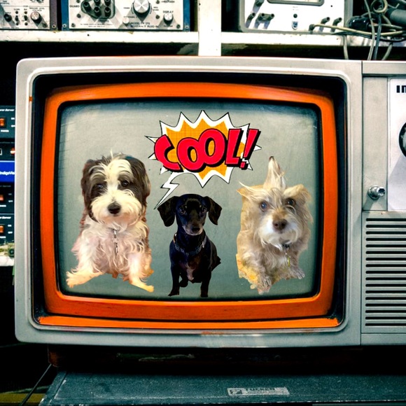 Meet your Posher, Jennifer - Picture 1 of 2